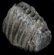 Partial Southern Mammoth M Molar #35939-1
